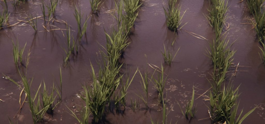 Rijst- en spinaziegewassen in Farming Simulator 25 